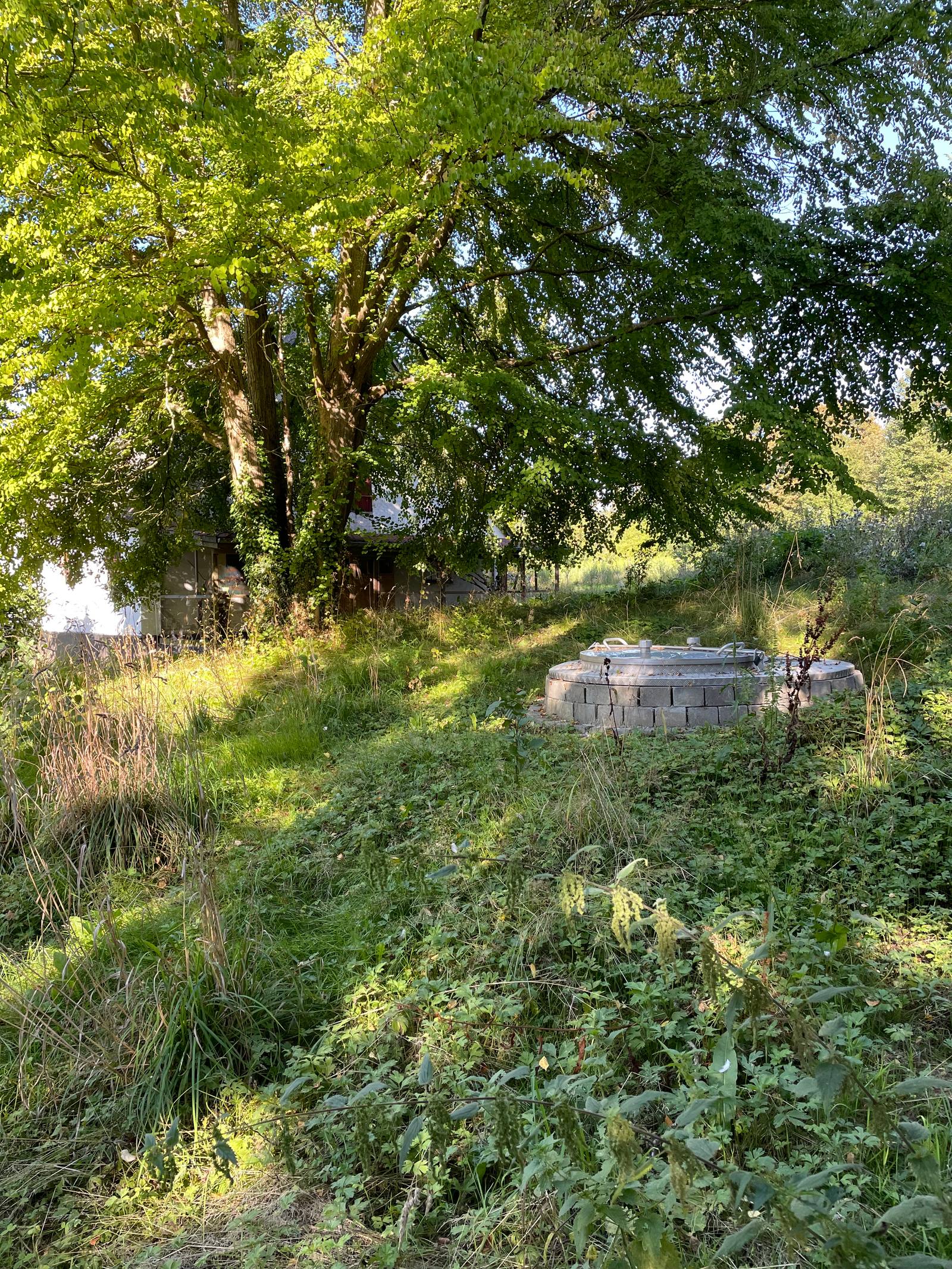 Brøndhovedet i græsset under et stort træ, i sommerlys.
